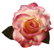 beautifulrose.jpg