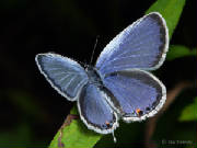 bluebutterfly.jpg